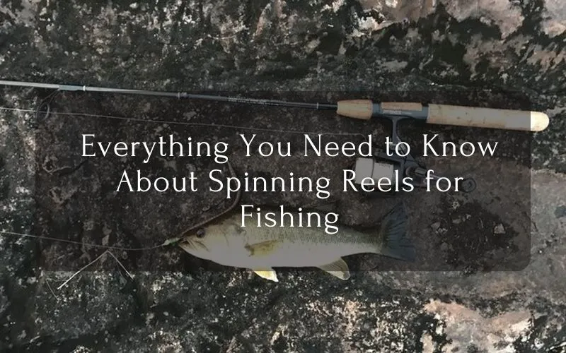 Everything You Need to Know About Spinning Reels for Fishing